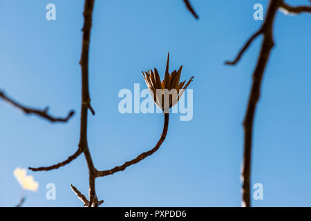 Il seme pod di tulip tree (Liriodendron Tulipifera) in autunno Foto Stock