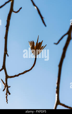 Il seme pod di tulip tree (Liriodendron Tulipifera) in autunno Foto Stock