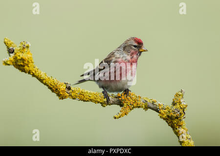 Redpoll comune, nome latino Carduelis flammea, appollaiato su un lichene ramoscello coperto, impostare contro un verde pallido backgournd Foto Stock