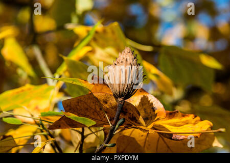 Il seme pod di tulip tree (Liriodendron Tulipifera) in autunno Foto Stock