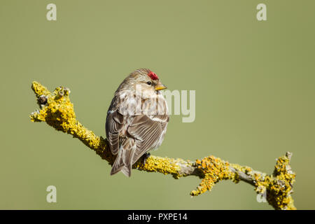 Redpoll comune, nome latino Carduelis flammea, appollaiato su un lichene ramoscello coperto, impostare contro un verde pallido backgournd Foto Stock