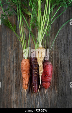 Organici raccolti di fresco cimelio di carote in diversi colori, viola, rosso, arancione e bianco, artistico ancora in vita su legno rustico sfondo Foto Stock