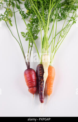 Home organico-cresciute cimelio di carote in diversi colori, viola, rosso, arancione e bianco, artistico ancora vita isolata su sfondo bianco Foto Stock