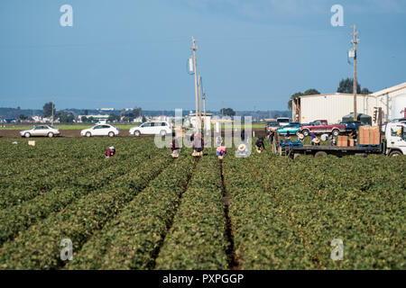 Salinas, California - 17 Ottobre 2017: immigrato stagionale migranti lavoratori agricoli di prelevamento e confezionare frutta e verdura a lavorare nei campi di Sali Foto Stock