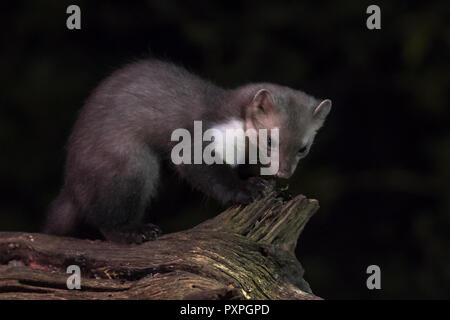 Wid faina (Martes foina) sul log in habitat naturale di notte. Questo piccolo predatore notturno è indispensabile per l'equilibrio ecologico di un ce Foto Stock