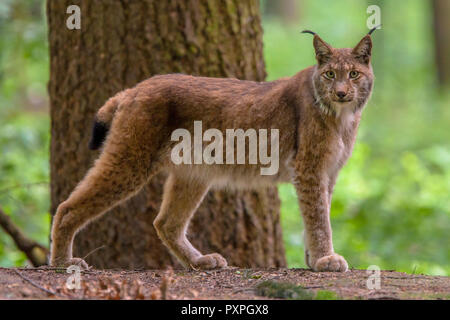 Eurasian (Lynx Lynx lynx) nella foresta di habitat. Questa è una di medie dimensioni cat nativo di unione e boschi siberiani Foto Stock