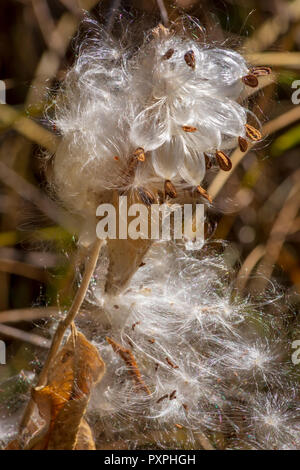 Appariscente Milkweed (Asclepias speciosa) semi vegetali pods disperdendo i semi, Castle Rock Colorado US. Foto scattata in ottobre. Foto Stock