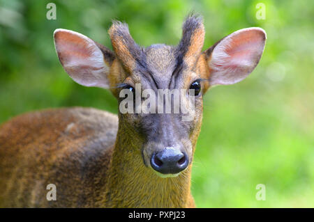 Reeve's Muntjac Deer raffigurato nella foresta di Elveden, Suffolk. Close up della testa Foto Stock