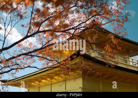 Kinkaku-ji, Rokuon-ji Tempio del Padiglione Dorato dietro autunno rosso acero foglie in Kyoto, Giappone. Foto Stock