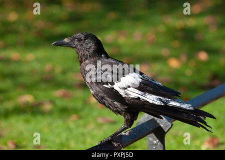 Carrion Crow, Corvus corone, con ala leucistic piume-una forma anomala di pigmento nella colorazione del piumaggio, Regents Park, Londra, Isole britanniche Foto Stock