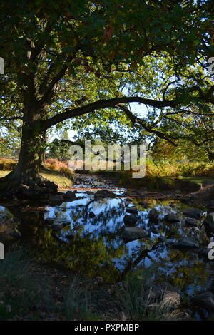 Bella vista del fiume Lin in autunno, Leicestershire, Regno Unito Foto Stock