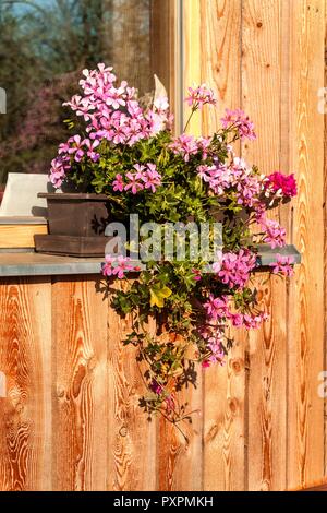 Piccola viola e fiori di colore rosso sono blooming sul grafico nella finestra ancora. Di sera la luce d'autunno. Eco di legno-house Foto Stock