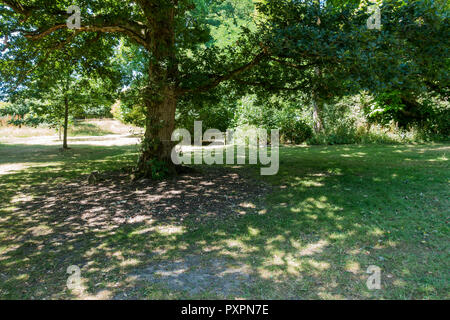 Erba ombreggiati da alberi in estate, Upton Country Park, Poole, Dorset, Regno Unito Foto Stock