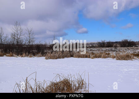 Red Deer Lake bull giunchi Foto Stock