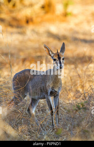 Cefalofo comune nel Parco Nazionale di Kruger, Sud Africa ; Specie Sylvicapra grimmia famiglia dei bovidi Foto Stock