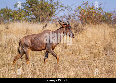 Tsessebe comune nel Parco Nazionale di Kruger, Sud Africa ; Specie Damaliscus lunatus lunatus famiglia dei bovidi Foto Stock