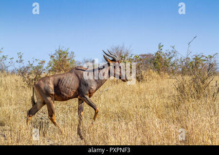 Tsessebe comune nel Parco Nazionale di Kruger, Sud Africa ; Specie Damaliscus lunatus lunatus famiglia dei bovidi Foto Stock