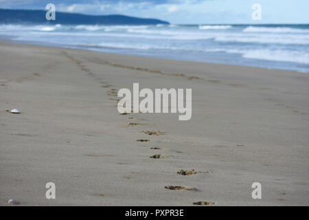 Compagno animale cane tracce sulla spiaggia di sabbia Foto Stock