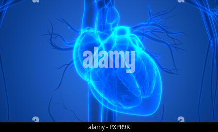 Umano Sistema cardiovascolare Anatomia cardiaca Foto Stock