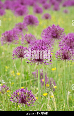 Allium " Purple Rain' ad RHS Wisley giardino. Foto Stock