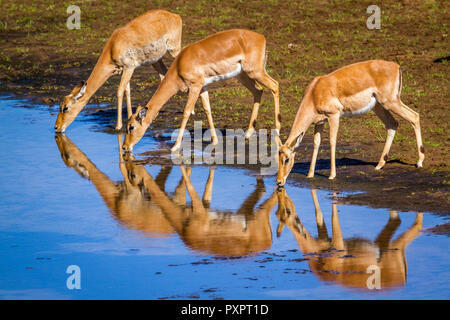 Comune di Impala nel Parco Nazionale di Kruger, Sud Africa ; Specie Aepyceros melampus famiglia dei bovidi Foto Stock