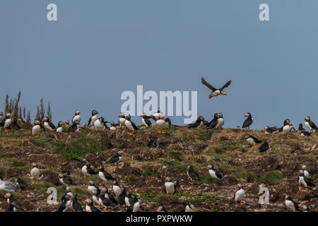 Atlantic Puffin colonia in Elliston, Terranova, colonie di uccelli shot su burrows e in aria Foto Stock