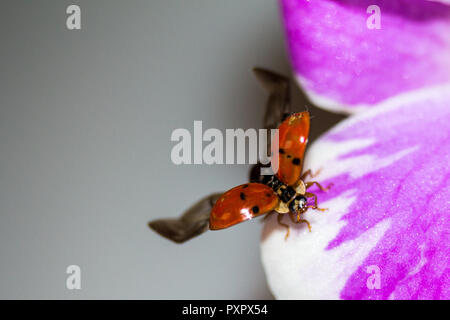 Ladybird su Orchid Foto Stock