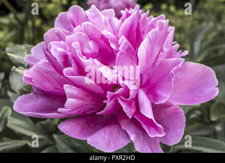 Fioritura Rosa peonia (Paeonia festiva) in un giardino, Baviera, Germania Foto Stock