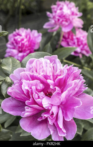 Fioritura Rosa peonia (Paeonia festiva) in un giardino, Baviera, Germania Foto Stock