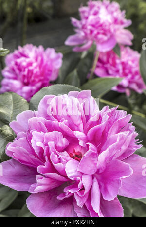 Blühende Pinkfarbene Pfingstrose (Paeonia Festiva) in einem giardino, Bayern, Deutschland..fioritura Rosa peonia (Paeonia festiva) in un giardino, Baviera, G Foto Stock