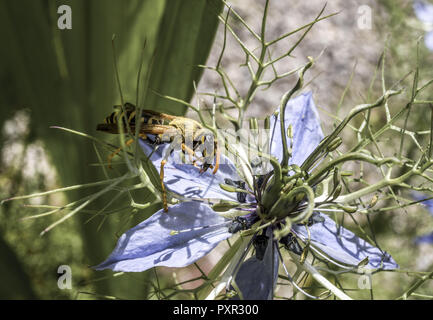 Vespa sul fiore di una Nigella damascena. Amore in una nebbia fiore, Baviera, Germania, Europa Foto Stock