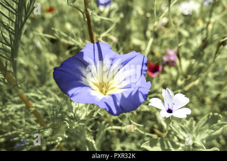 Spagnolo blu centinodia convolvulus tricolore, Baviera, Germania, Europa Foto Stock