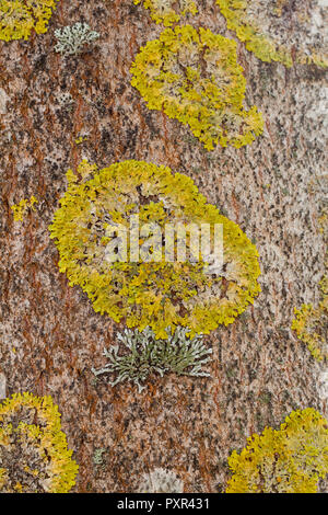 Comune lichene arancione crescita (Xanthoria parietina) Foto Stock