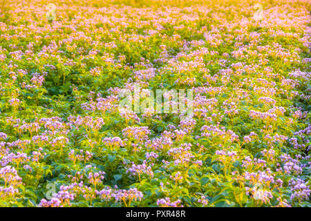 Regno Unito, East Lothian, fioritura campo di patate, Solanum tuberosum, nella luce del mattino, full frame Foto Stock