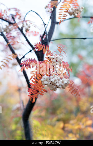 Orange Foglie di autunno dalla montagna di Koehne frassino bianco cinese fruttate Rowan, Sorbus koehneana, con molte bacche bianche contro sfondo sfocato Foto Stock