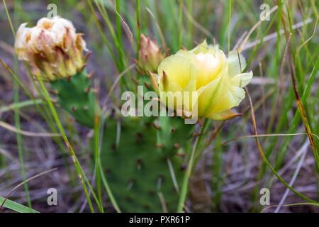 Il fiore giallo di ficodindia crea un tocco di colore contro lo sfondo marrone del Dakota del sud della collina. Foto Stock