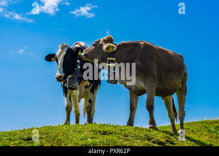 Hornloses Allgaeuer Razza Braunvieh, Almlandschaft bei Immenstadt, Allgaeuer Alpen, Allgaeu, Bayern, Deutschland, Europa Foto Stock