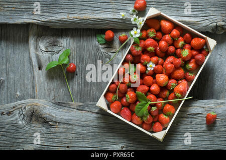 Le fragole in cassetta di legno Foto Stock