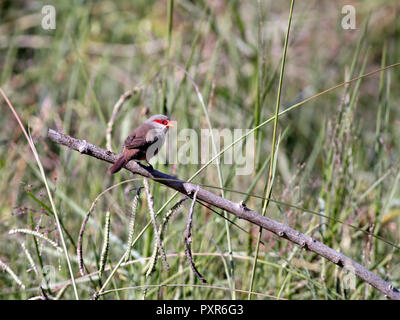 Comune (Waxbill Estrilda astrild) nell'erba. Foto Stock