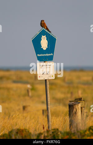 Comune di gheppio (Falco tinnunculus) seduto su un cartello del Parco presso le saline sulla East Frisone Isola Juist nel Mare del Nord, Germa Foto Stock