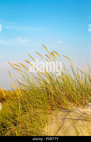 Spiaggia in erba che cresce in dune dell'Oriente Frisone Isola Juist nel Mare del Nord, Germania. Foto Stock