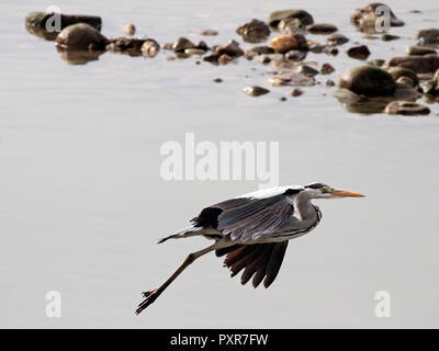 Grande heron volando sul fiume Douro nel nord del Portogallo Foto Stock