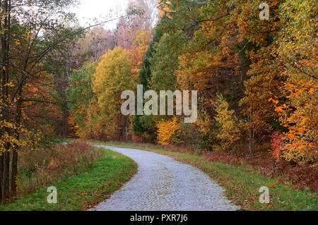 Strada forestale in foglie di autunno, paesaggio autunnale, sentiero forestale, foresta rominten Foto Stock
