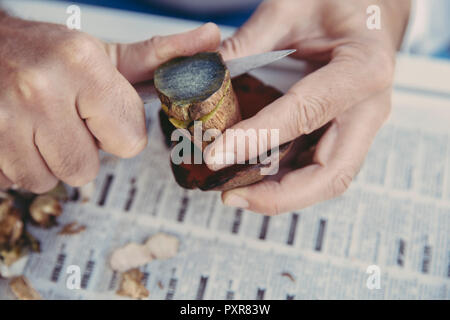 Mano d'uomo taglio bolete scarletina Foto Stock