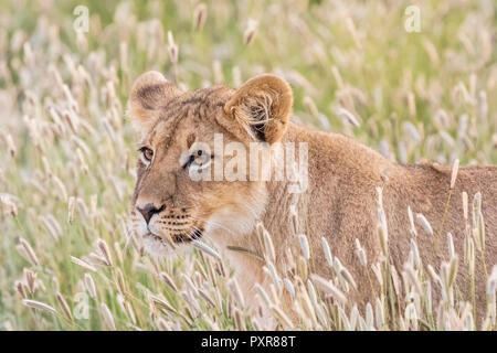 Il Botswana, Kgalagadi Parco transfrontaliero, giovane lion Panthera leo Foto Stock