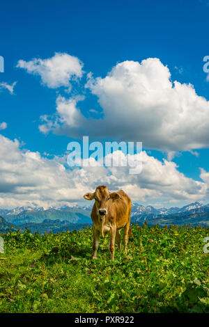 Hornloses Allgaeuer Razza Braunvieh, Almlandschaft bei Balderschwang, Allgaeuer Alpen, Allgaeu, Bayern, Deutschland, Europa Foto Stock