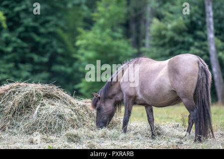 Un cavallo konik (Equus caballus ferus) sfiori in Bialowieza, Polonia Foto Stock