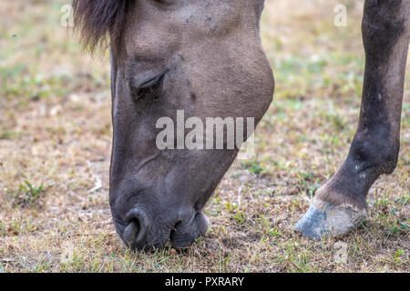 Un cavallo konik (Equus caballus ferus) sfiori in Bialowieza, Polonia Foto Stock