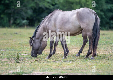 Un cavallo konik (Equus caballus ferus) sfiori in Bialowieza, Polonia Foto Stock