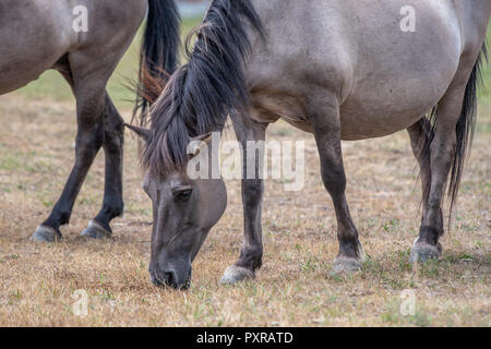 Un cavallo konik (Equus caballus ferus) sfiori in Bialowieza, Polonia Foto Stock